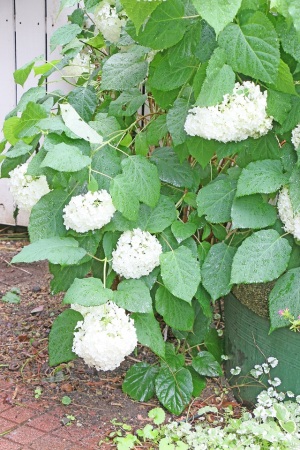 紫陽花アナベルの育て方とドライの仕方