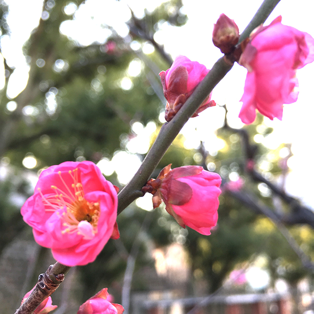 42ktoyohara_20160221_005