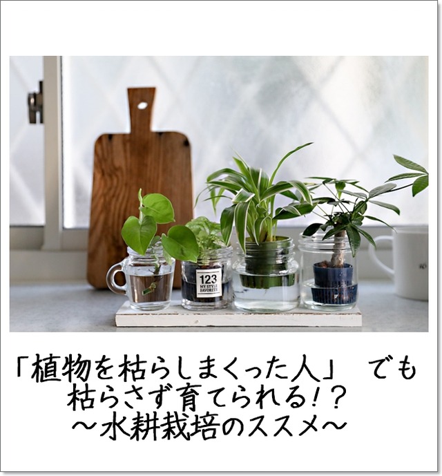 「植物を枯らしまくった人」 でも育てられる!？ 水耕栽培のススメ