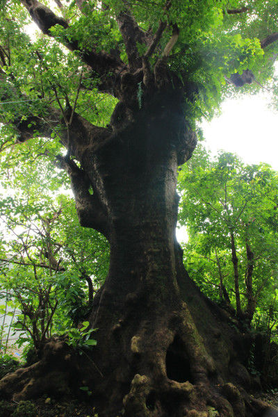 miyazak_20140829_ 5