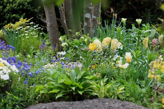 unno.m_0502_04 晩秋に植えた球根が咲き出しました