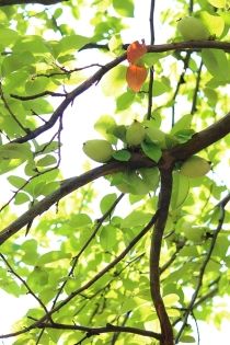 高崎観光大使おすすめ!高崎市染料植物園