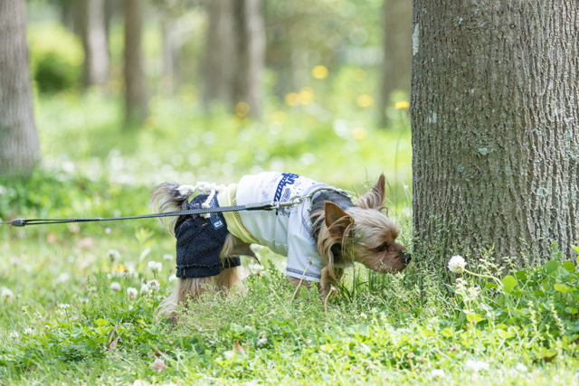 27yogawa_20160622_005