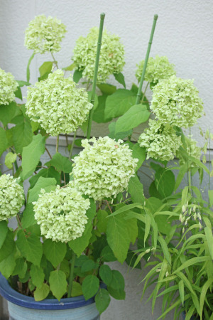 紫陽花アナベルの育て方とドライの仕方