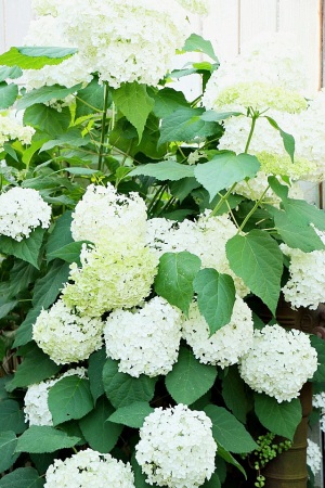紫陽花アナベルの育て方とドライの仕方