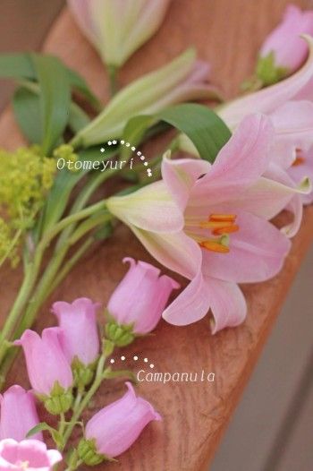 合わせた花は、同じ薄いピンクのカンパニュラ。 和名を「釣鐘草(ツリガネソウ)、風鈴草」と言います。 カンパニュラも初夏のお花です。 和、洋、どちらにも似合いますので、オトメユリと相性はばっちりです。