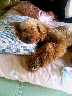 犬が飼い主さんの腕枕で寝るのはなぜ 可愛い画像つきで解説 いぬのきもちnews Line News