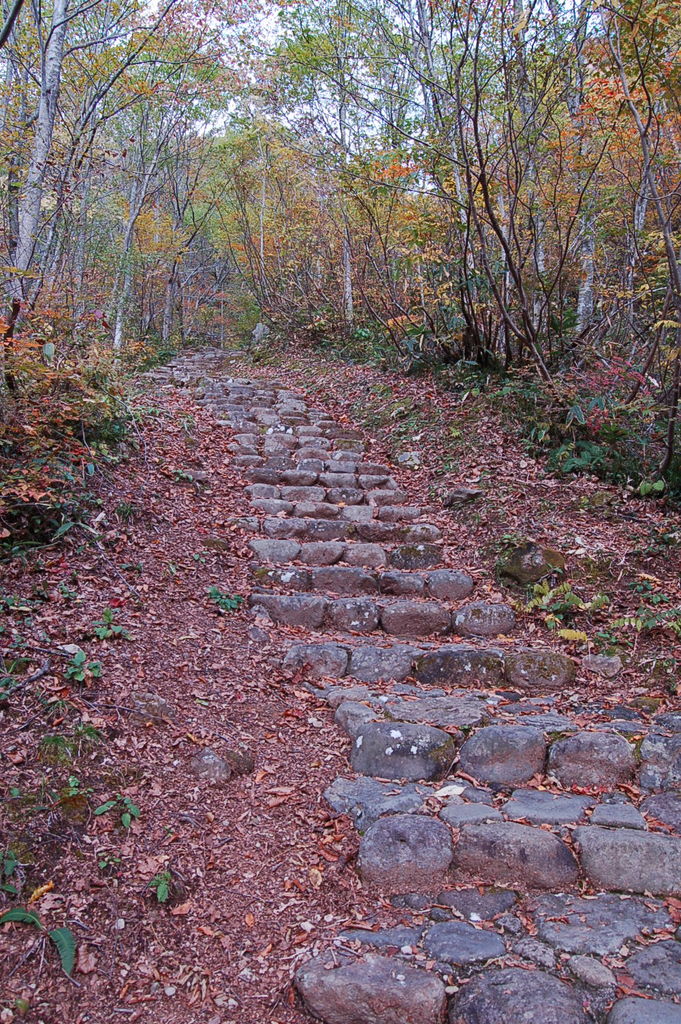 泰澄大師の杖から生まれた杉 石徹白の大杉 神々に包まれる日々のblog