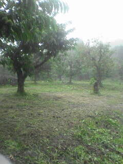 松尾栗園 能登の焼き栗 Blog 寂しくて死んでいるんじゃないの