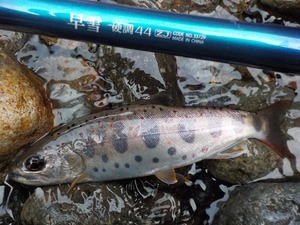 DSCN4118