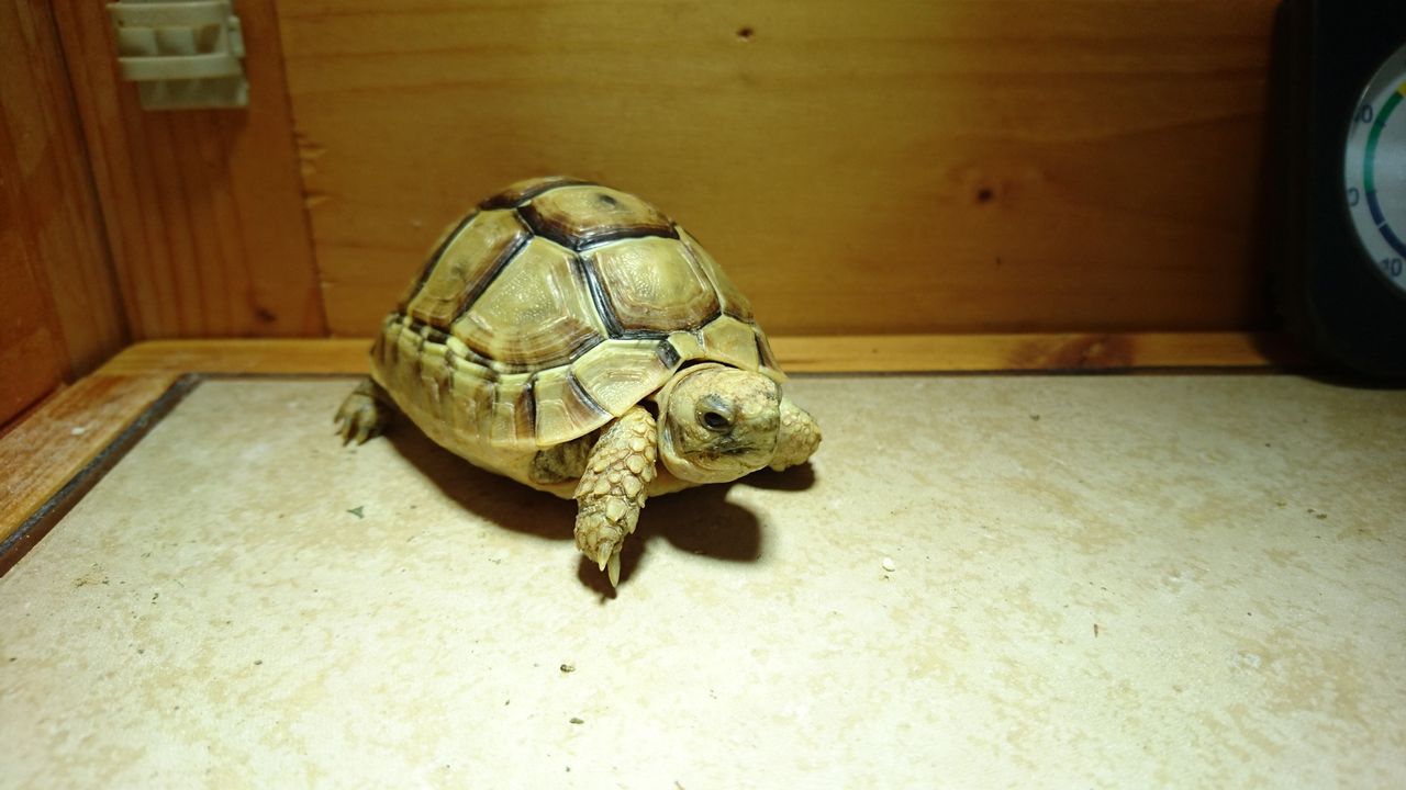 我が家のアイドル ギリシャリクガメのハロたん 悠々カメライフ