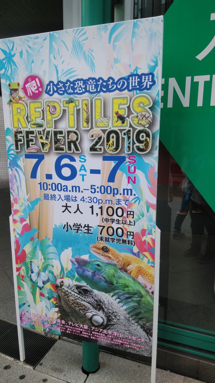 19レプタイルズフィーバー 七美ちゃん初産報告 悠々カメライフ 19レプタイルズフィーバー 七美ちゃん初産報告 悠々カメライフ