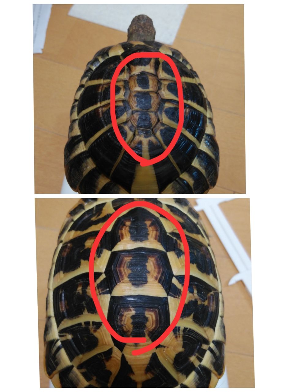 ニシヘルマンリクガメのりくです その 悠々カメライフ