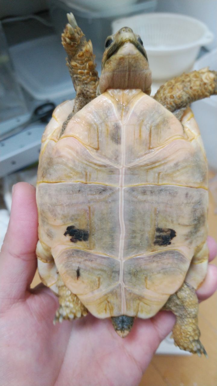 我が家のアイドル ギリシャリクガメのハロたん 悠々カメライフ