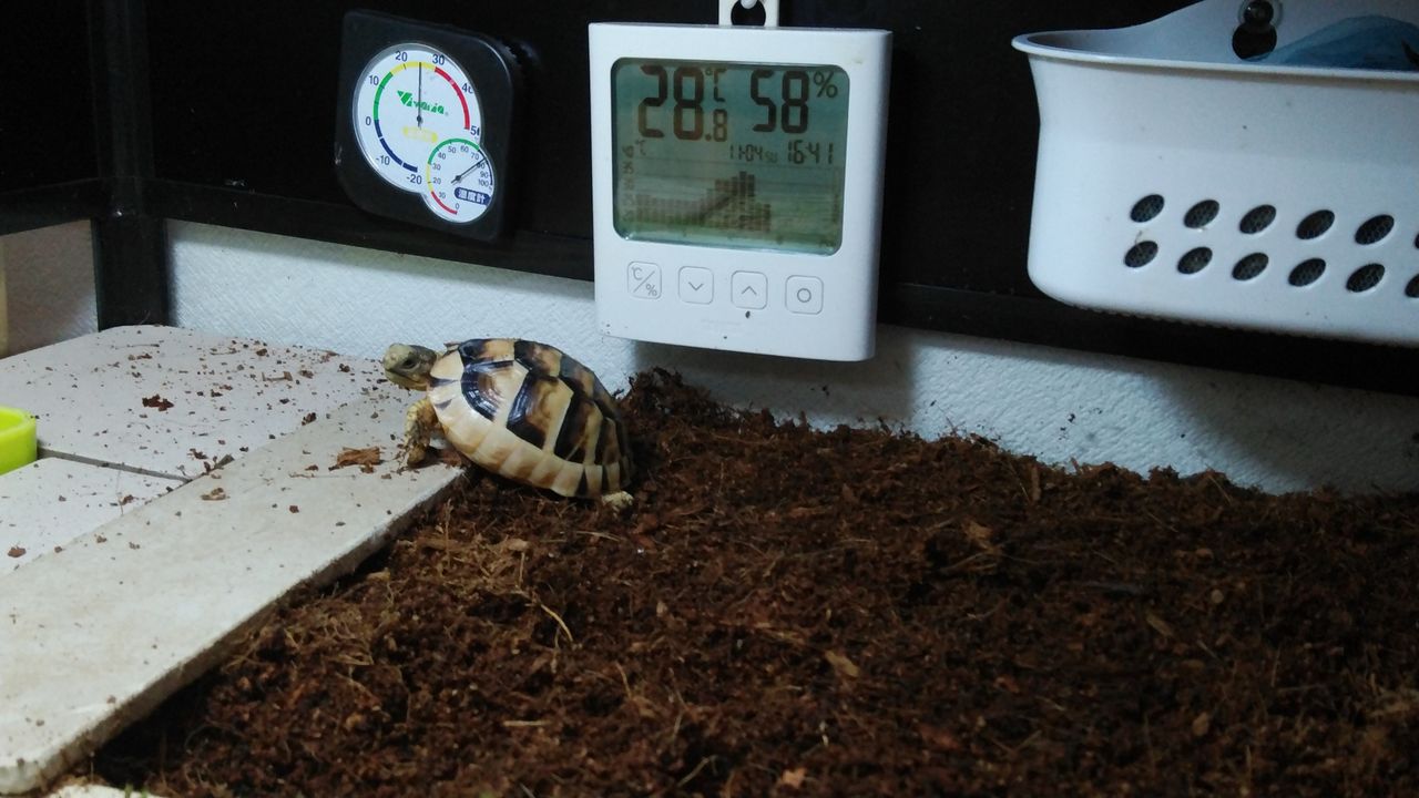 11月4日マルギケージメンテナンス 悠々カメライフ