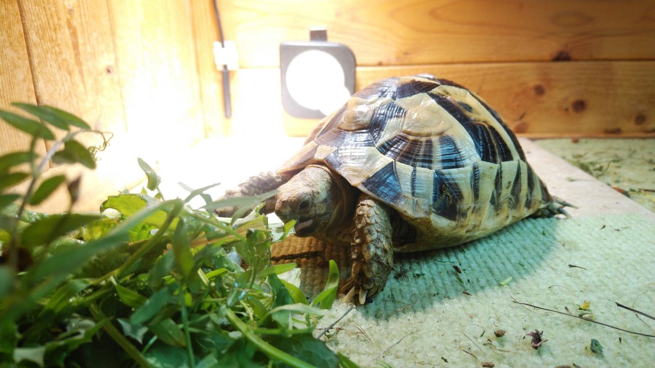 我が家のメタハラ設置例紹介！！ : 悠々カメライフ