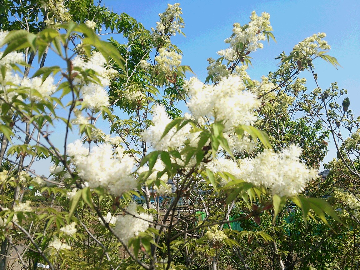 Web内覧会 お庭 その6 少し寂しかった 植栽 ココロのくらし ニトリマニアの 静岡 整理収納アドバイザー Powered By ライブドアブログ