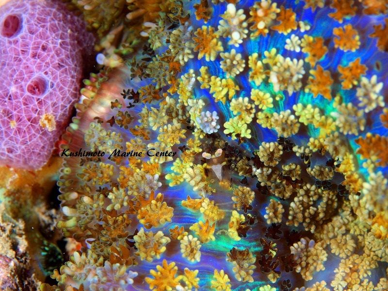 磯巾着 串本マリンセンター センター前日記