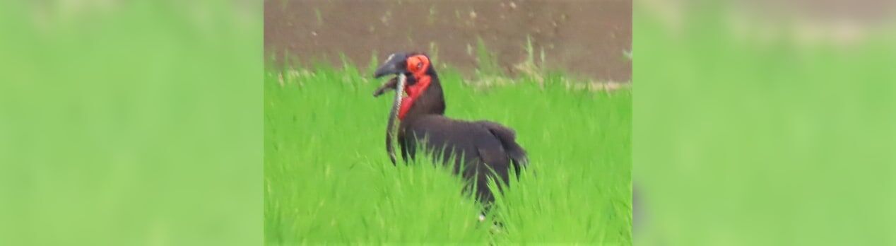 衝撃 ミナミジサイチョウが店から逃げた 怪鳥目撃相次ぐ トレンド速報 衝撃 ミナミジサイチョウが店から逃げた 怪鳥目撃相次ぐ トレンド速報