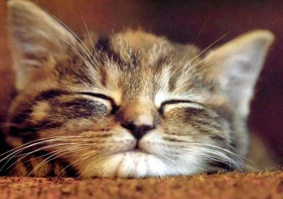 何のペットを飼っている ペットでわかる飼い主の性格診断 ウェディングプランナーミュウの日記