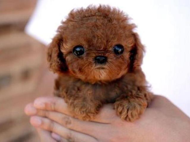 子供が生まれたら 犬 を飼いなさい ウェディングプランナーミュウの日記 子供が生まれたら 犬 を飼いなさい ウェディングプランナーミュウの日記