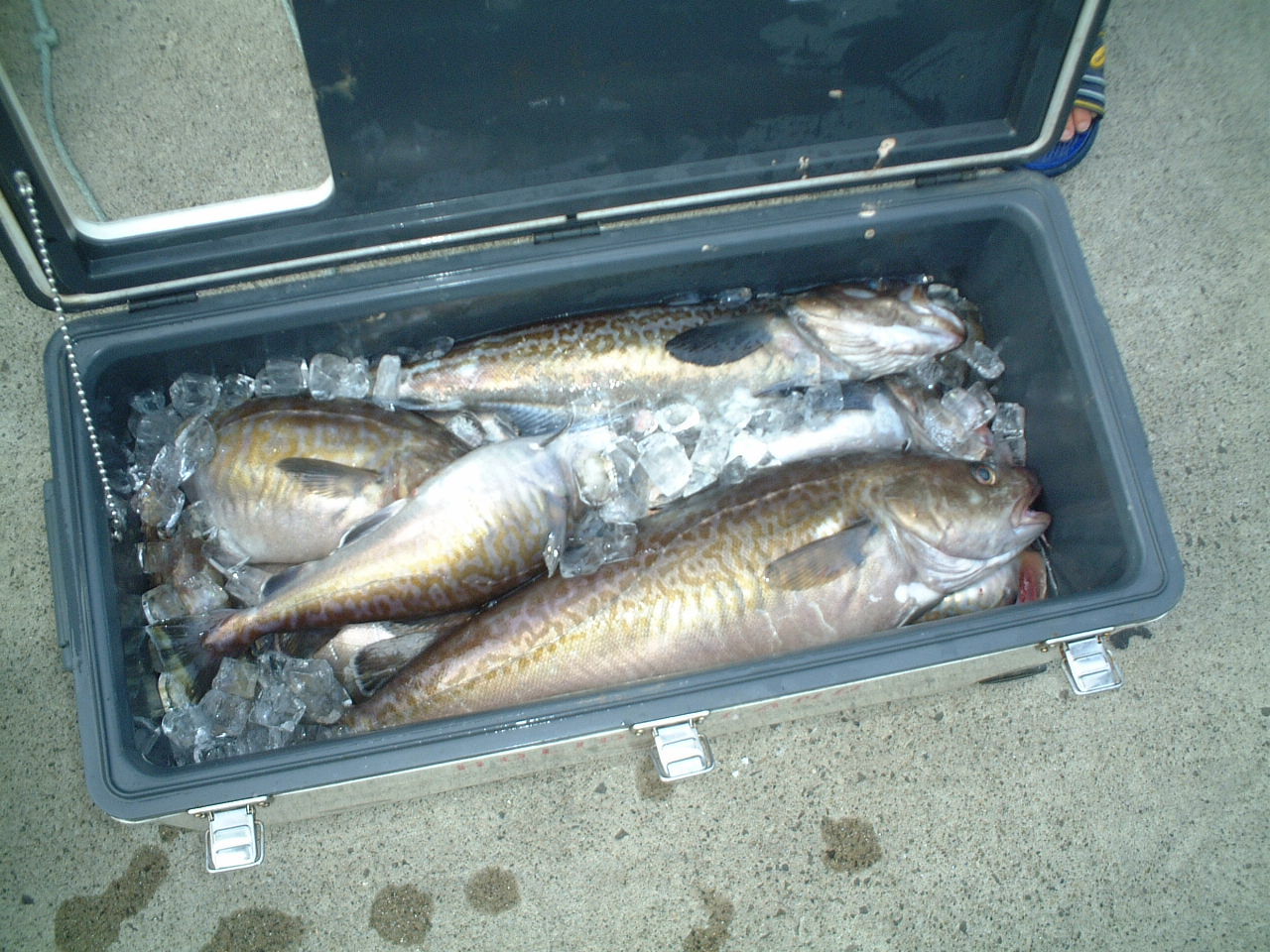 タラジギングタックル Kuma S Fishing Report タラジギングタックル Kuma S Fishing Report