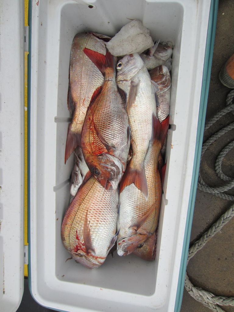 酒田真鯛round3 Kuma S Fishing Report 酒田真鯛round3 Kuma S Fishing Report