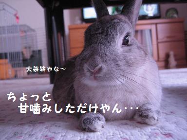 続 今日のうさこ 本気噛み