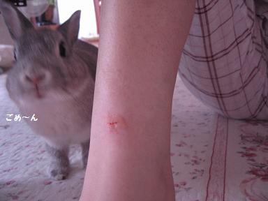 続 今日のうさこ 本気噛み