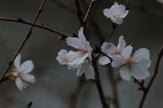 Architecの寄りみちカメラ : 冬桜(ふゆざくら)