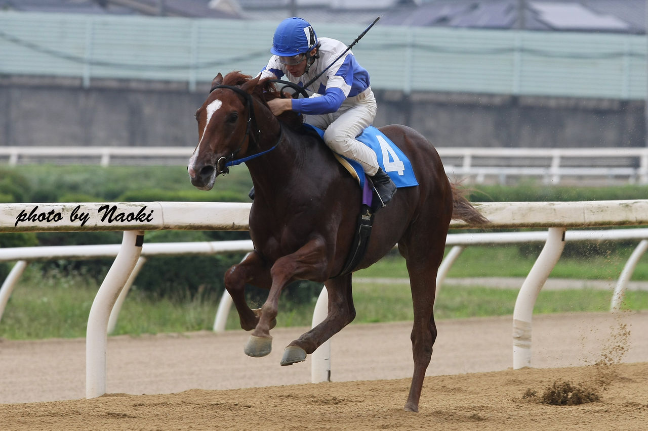 カイロス引退 福山デビューの馬って残ってる もしカメ ナオキ no ぼちぼち 撮影日記 カイロス引退 福山デビューの馬って残ってる もしカメ ナオキ no ぼちぼち 撮影日記