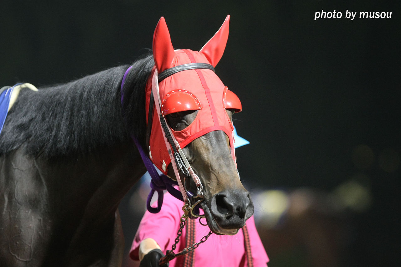 地方競馬便り 明日は兵庫サマークイーン賞です もしカメ ナオキ no ぼちぼち 撮影日記 地方競馬便り 明日は兵庫サマークイーン賞です もしカメ ナオキ no ぼちぼち 撮影日記