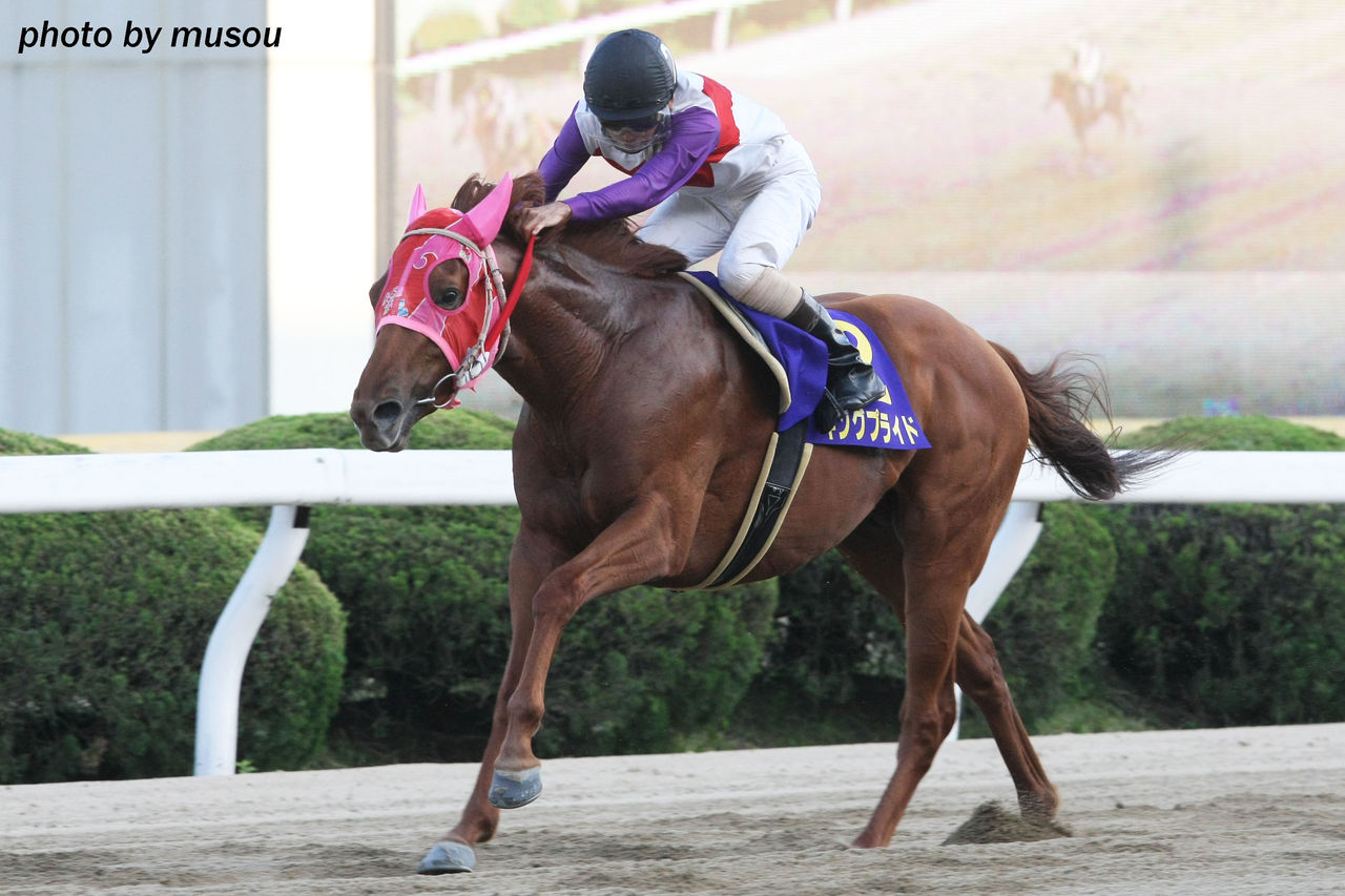 昨日の写真 地方競馬 佐賀競馬 49th days 九州ダービー栄城賞 もしカメ ナオキ no ぼちぼち 撮影日記 昨日の写真 地方競馬 佐賀競馬 49th days 九州ダービー栄城賞 もしカメ ナオキ no ぼちぼち 撮影日記