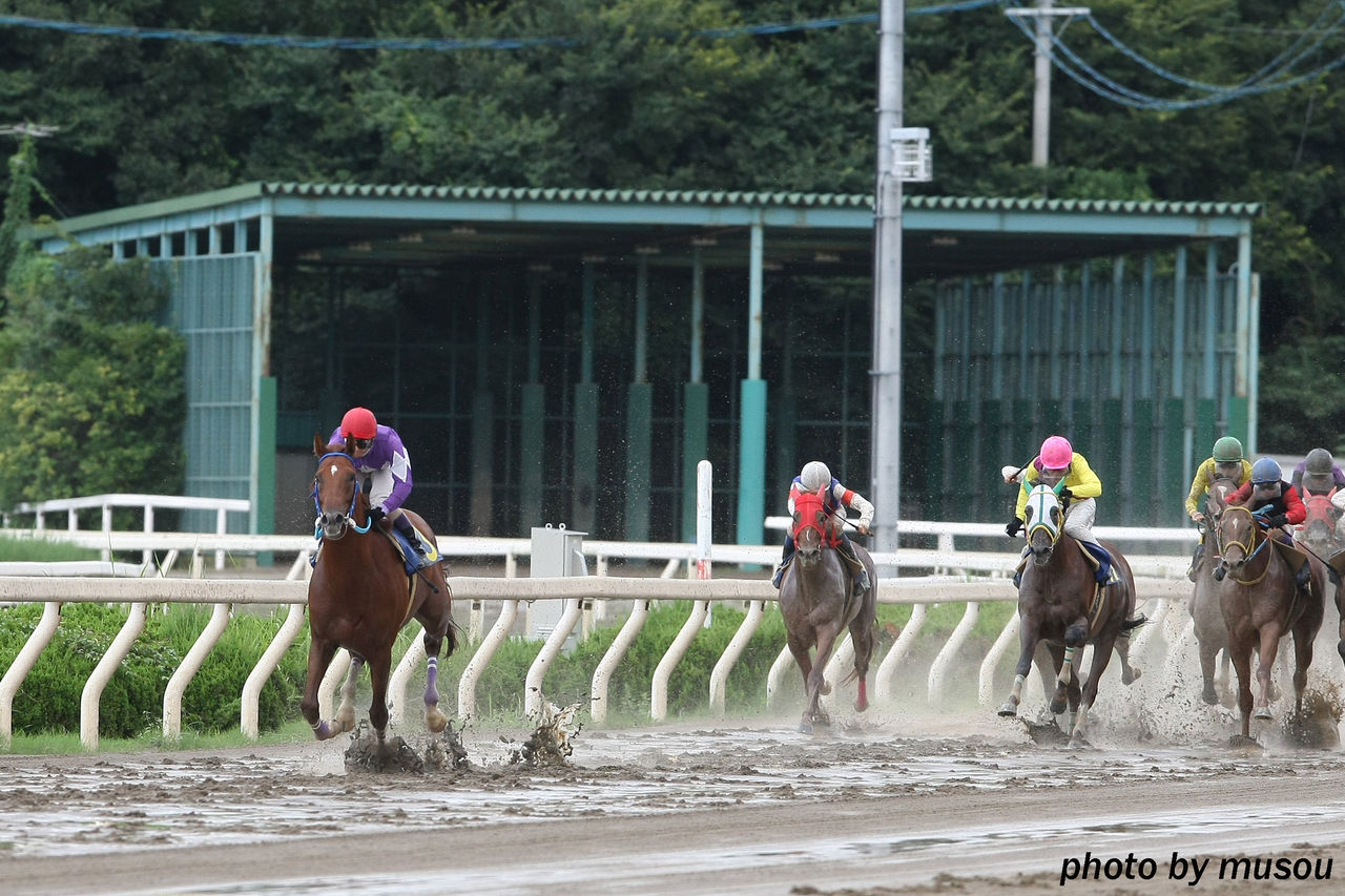 地方競馬便り 本日の写真 園田競馬 ７連勝達成 と本日は秋桜賞 シリーズも終盤ですが もしカメ ナオキ ｎｏ ぼちぼち 撮影日記