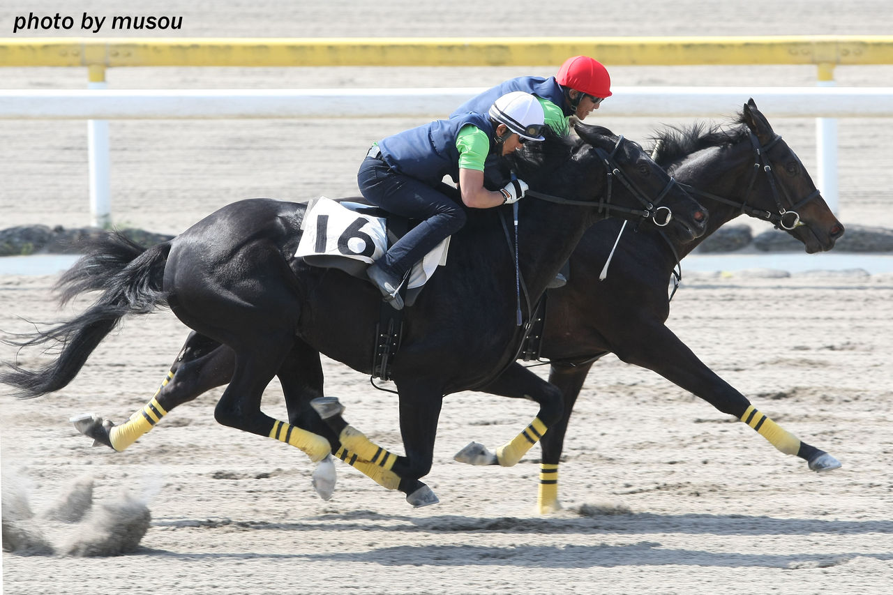 昨日は千葉サラブレッドセールにも行ってきました もしカメ ナオキ no ぼちぼち 撮影日記 昨日は千葉サラブレッドセールにも行ってきました もしカメ ナオキ no ぼちぼち 撮影日記