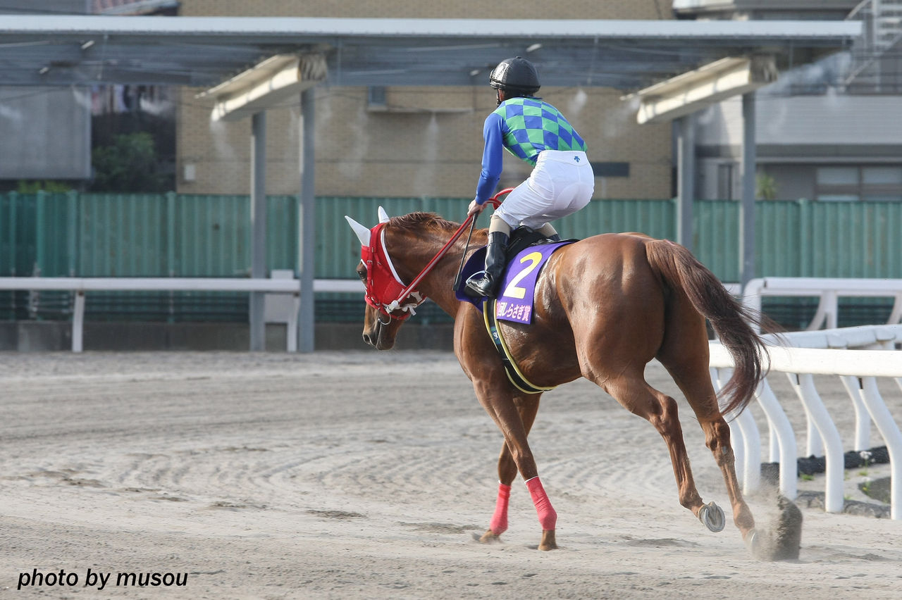 地方競馬便り 明日は兵庫サマークイーン賞です もしカメ ナオキ ｎｏ ぼちぼち 撮影日記