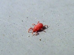 小さな赤い虫の恐怖 How Style プジョー ジュリアのガレージライフ ブログ 小さな赤い虫の恐怖 How Style プジョー ジュリアのガレージライフ ブログ