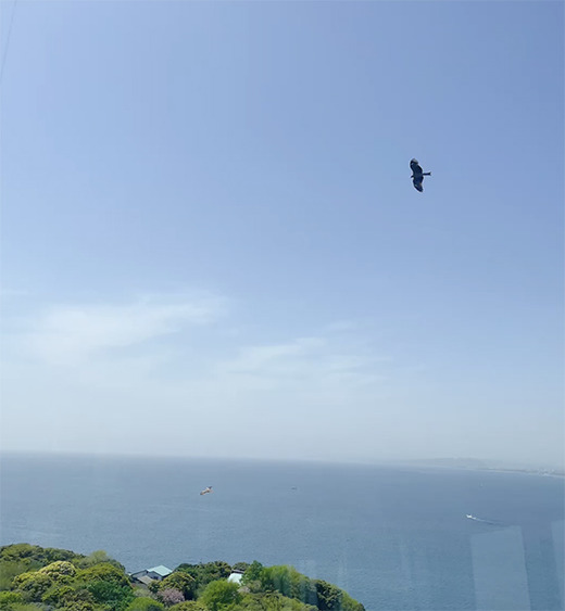 トンビ