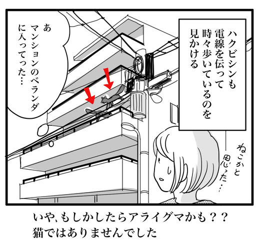 たぬきのコピー4