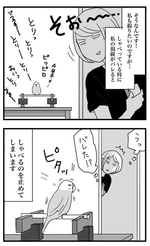 いんこのコピー2