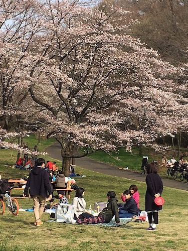 お花見三昧 桜ヶ丘公園 森林科学館 昭和記念公園など 青空がすき