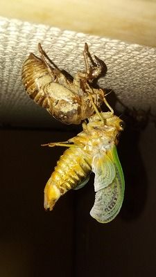 IMG_20190703_005900