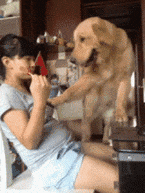 探してる犬のgifがあるんだが ヨーキー W 速報