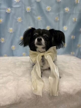 dog_bath_blog320