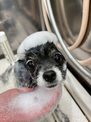 dog_ribbon_blog320