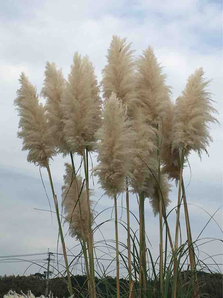 パンパスグラス 金沢屋 福津店のブログ