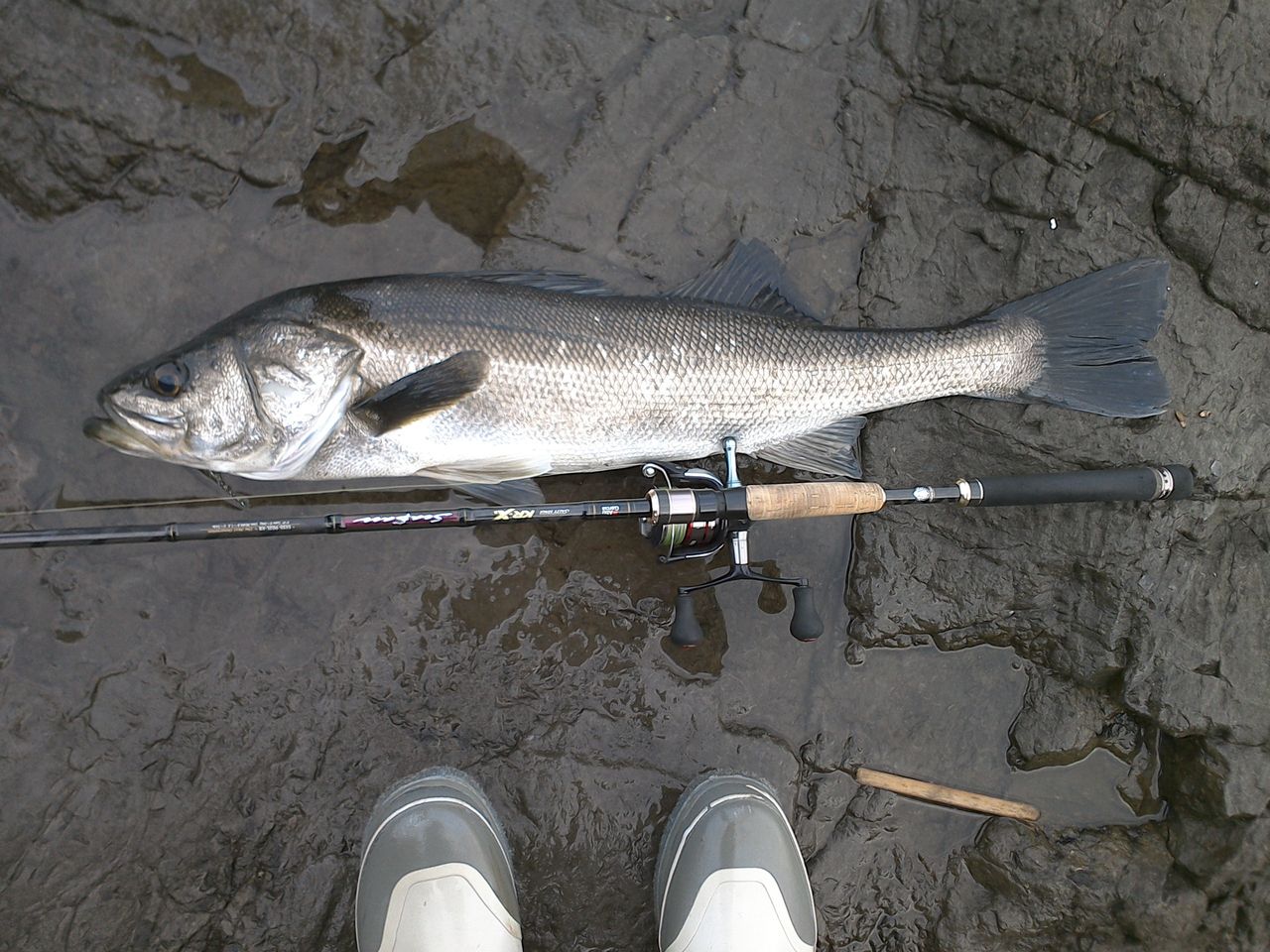 湘南シーバスの開幕はここから 湘南ルアーパラダイス