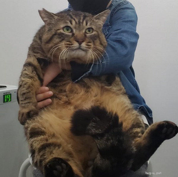 pet_img_4_c60eced43fe6