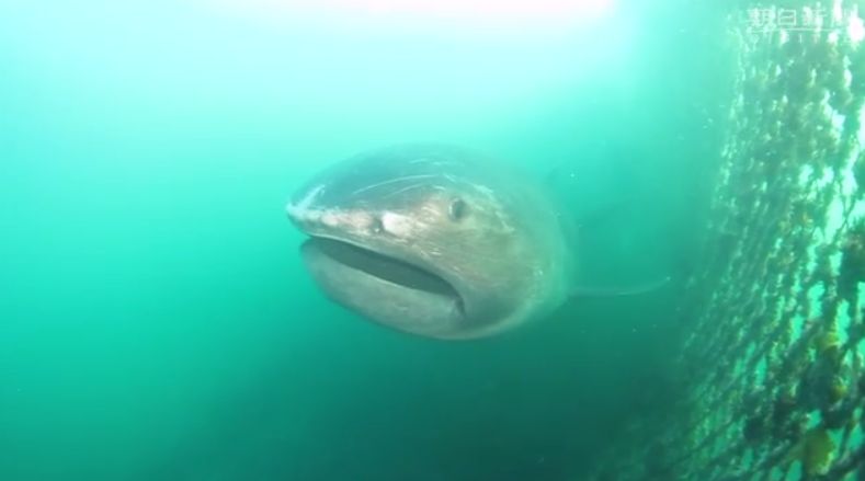 深海の巨大なサメ メガマウス が定置網に 館山市 2ch コピペ情報局