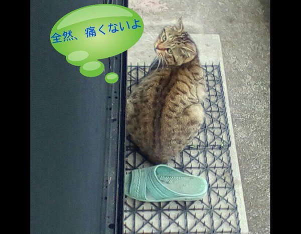 NNN 猫よけシート無効化の特殊訓練法を編み出し無力な人類をあざ笑う 
